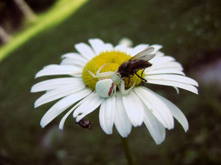 Illustration for article titled Shooting Challenge: Bugs Gallery (Part 1)